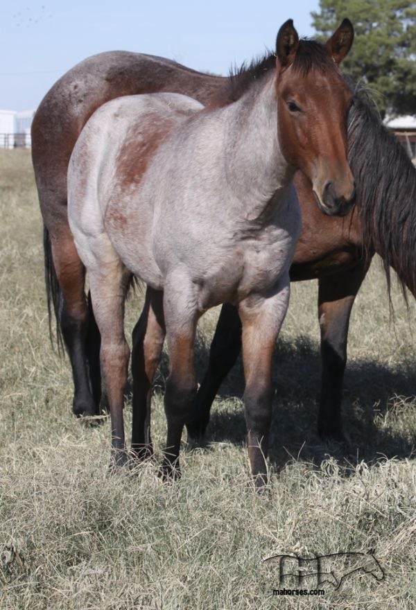 Annabone's 2022 Bay Roan Colt